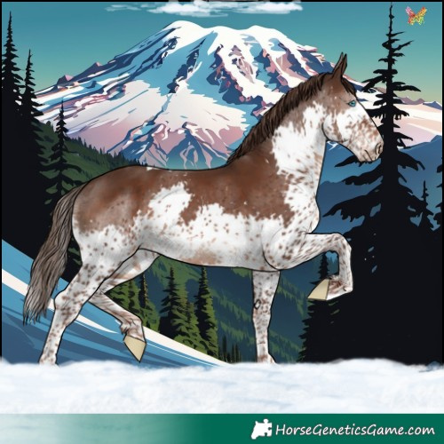 Horse Color:Liver Chestnut Sabino Splash Tobiano 