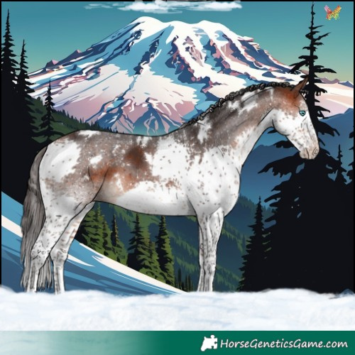 Horse Color:White Spotted Bay Splash 