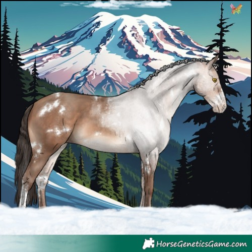 Horse Color:White Spotted Amber Champagne Sabino