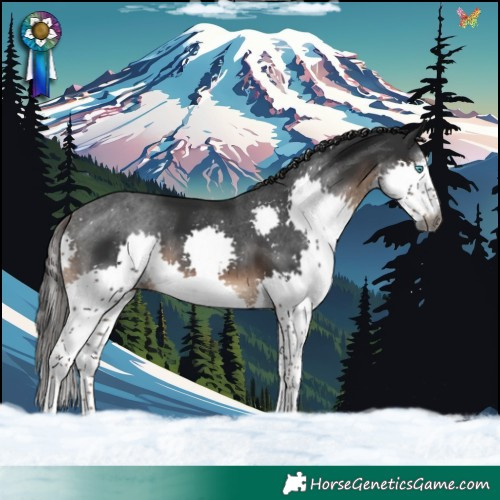 Horse Color:Gray Liver Chestnut Sabino Splash 