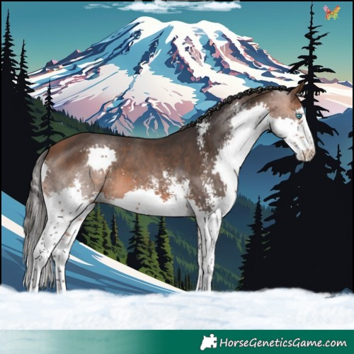 Horse Color:Bay Sabino Splash 