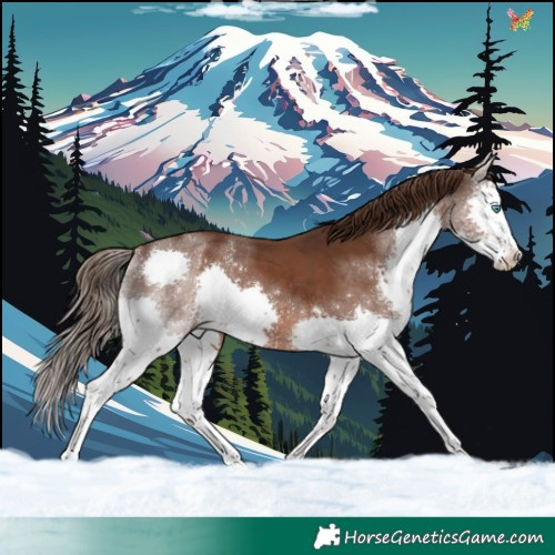 Horse Color:Liver Chestnut Sabino Splash 