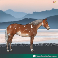 Horse Color:White Spotted Silver Bay 