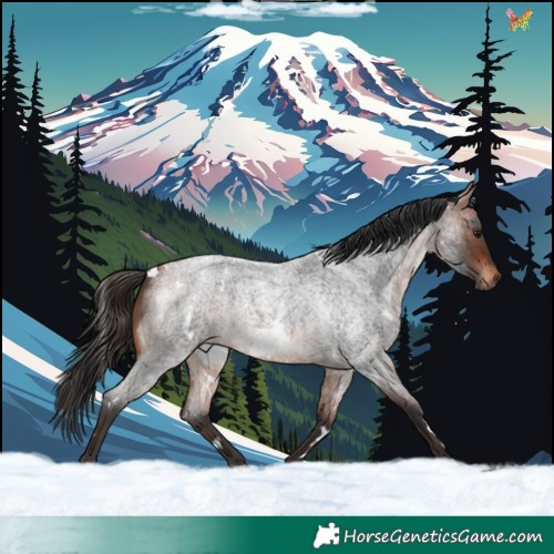 Horse Color:White Spotted Bay Roan