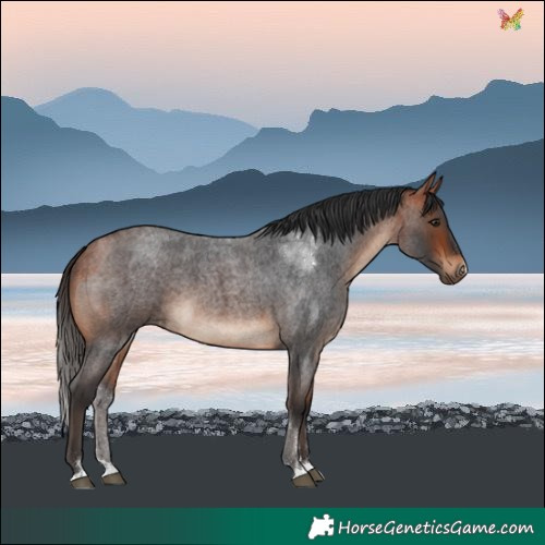 Horse Color:Bay Roan