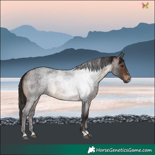 Horse Color:Brown Roan 