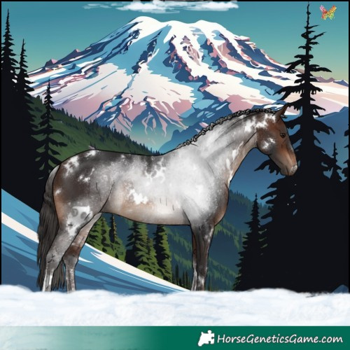 Horse Color:White Spotted Brown