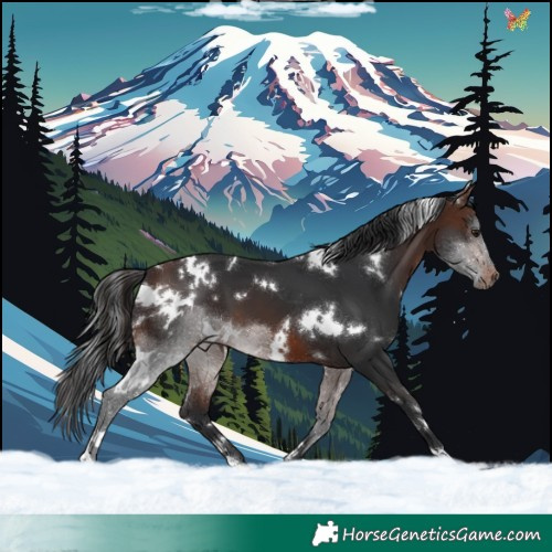 Horse Color:White Spotted Brown
