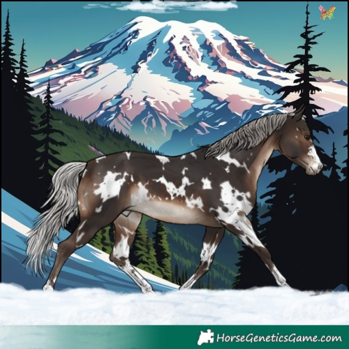 Horse Color:White Spotted Silver Brown