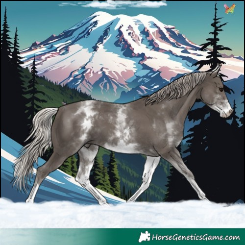 Horse Color:White Spotted Silver Black 