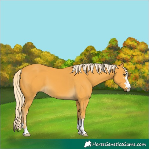 Horse Color:Palomino