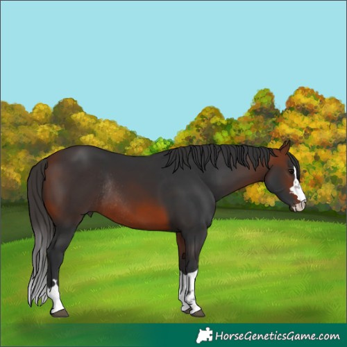 Horse Color:Bay Rabicano 