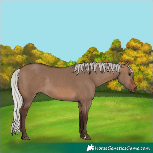 Horse Color:Silver Brown Dun Rabicano