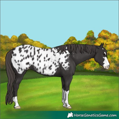 Horse Color:Smoky Black Appaloosa