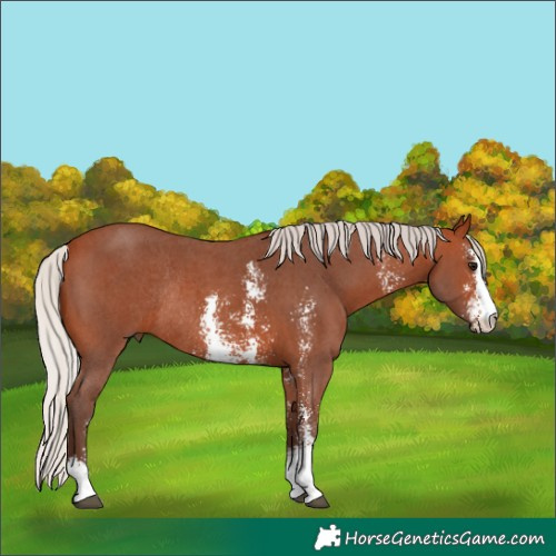 Horse Color:Silver Bay Sabino Rabicano 
