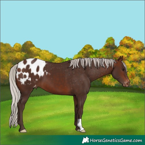 Horse Color:Silver Brown Appaloosa