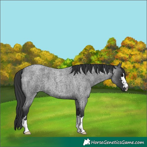 Horse Color:Blue Roan