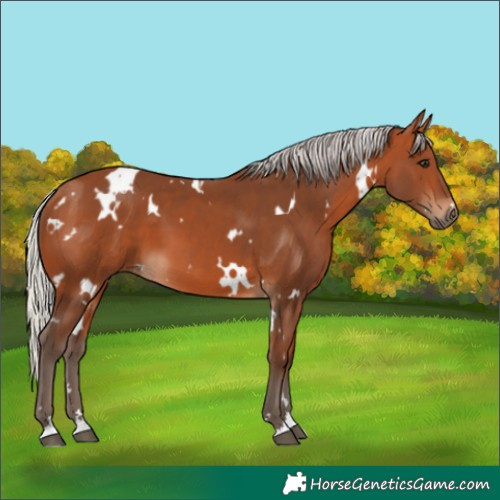 Horse Color:White Spotted Silver Bay
