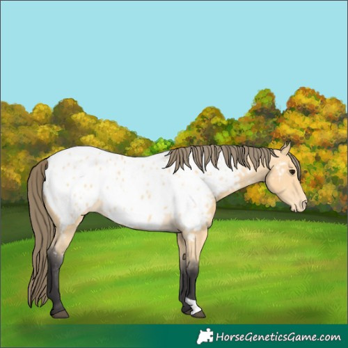 Horse Color:Buckskin Near Leopard