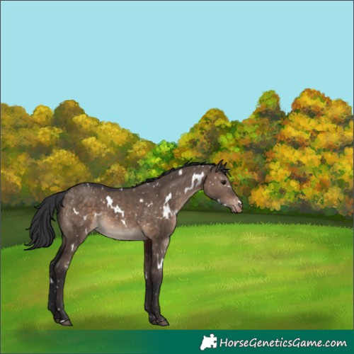 Horse Color:White Spotted Brown Dun Appaloosa
