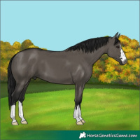 Horse Color:Gray Grullo 