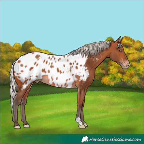 Horse Color:Silver Bay Near Leopard Rabicano