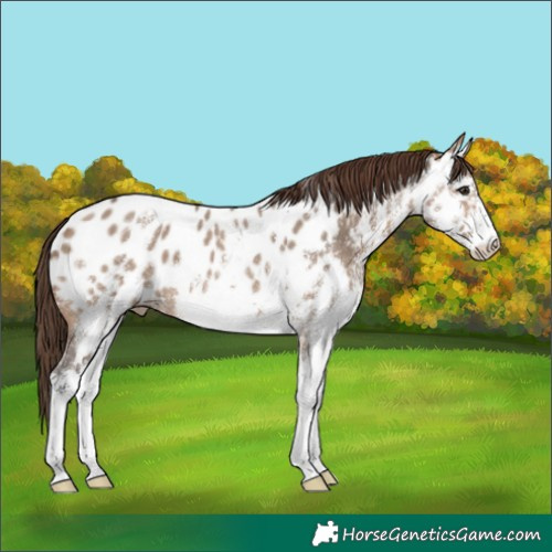 Horse Color:White Spotted Brown Dun Near Leopard