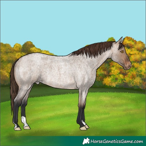 Horse Color:Brown Roan Dun Varnish Rabicano 