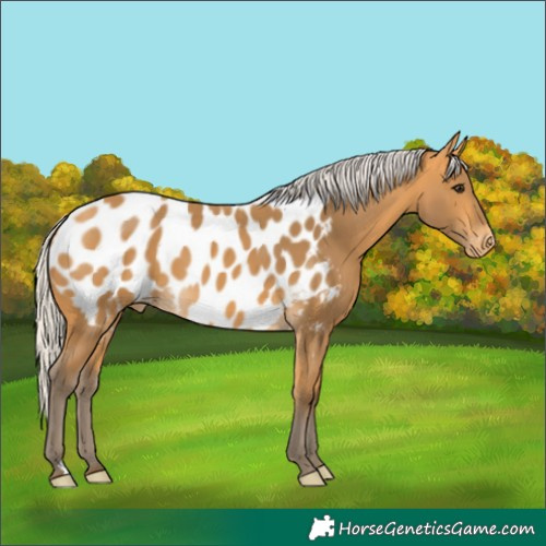 Horse Color:Silver Buckskin Blanket