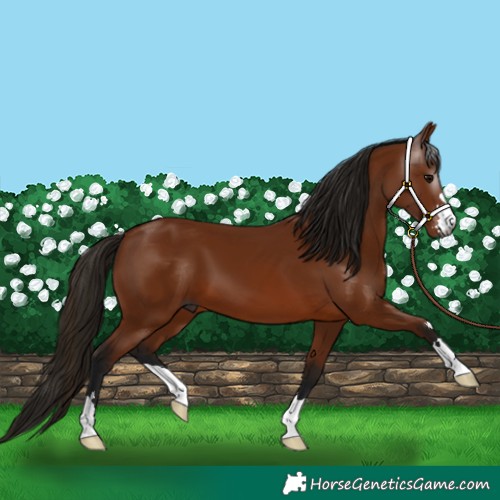 Horse Color:Gray Bay