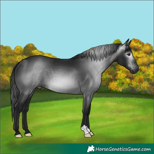 Horse Color:Gray Black