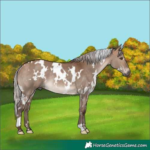Horse Color:White Spotted Silver Brown Dun Rabicano