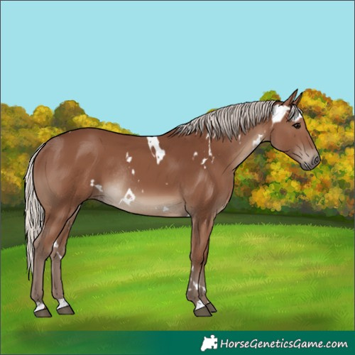 Horse Color:White Spotted Silver Black Rabicano 