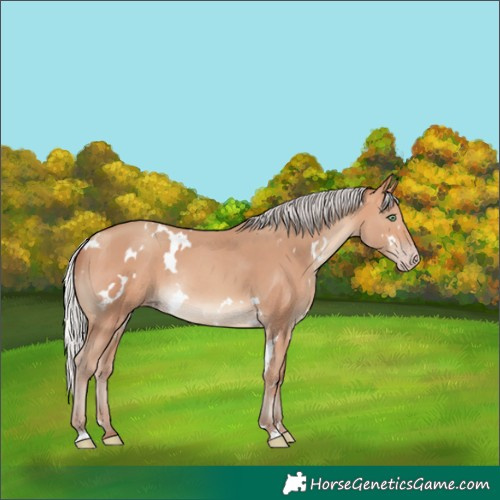 Horse Color:White Spotted Silver Amber Champagne Rabicano
