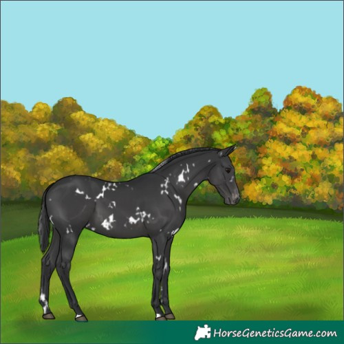 Horse Color:White Spotted Black Appaloosa