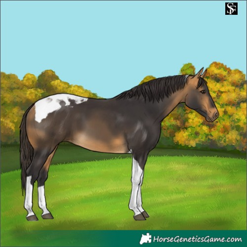 Horse Color:Buckskin Tobiano