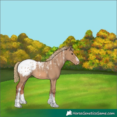 Horse Color:Powder White Red Dun Appaloosa