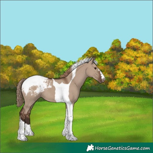 Horse Color:Liver Red Dun Tobiano Appaloosa