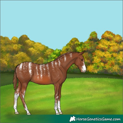 Horse Color:Powder White Chestnut