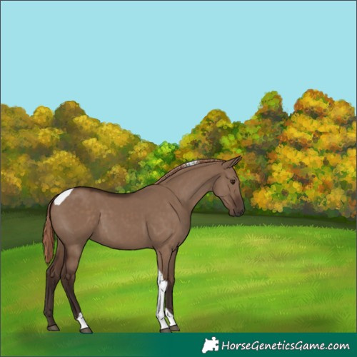 Horse Color:Liver Red Dun Tobiano