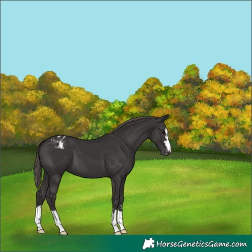 Horse Color:Smoky Black Appaloosa