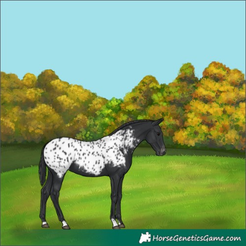 Horse Color:Black Appaloosa 