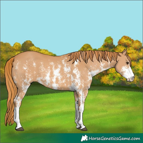 Horse Color:Chestnut Sabino 