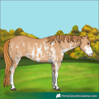 Horse Color:Chestnut Sabino 