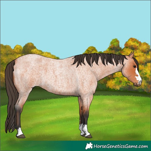 Horse Color:Bay Roan 