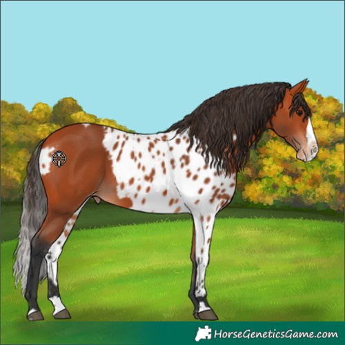Horse Color:Bay Splash Skewed LP Spotted 