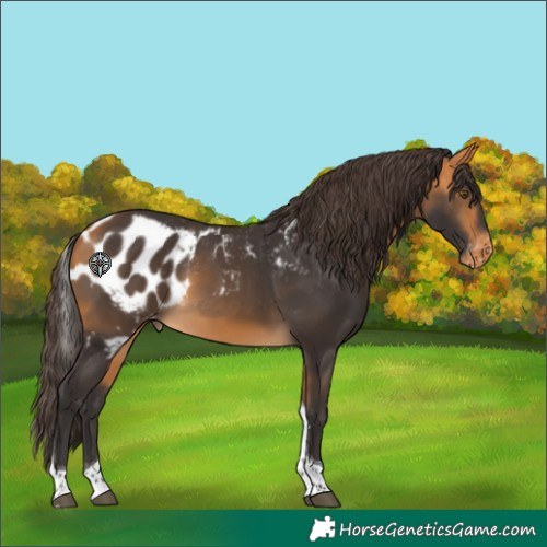 Horse Color:Buckskin Tobiano Skewed LP Spotted 
