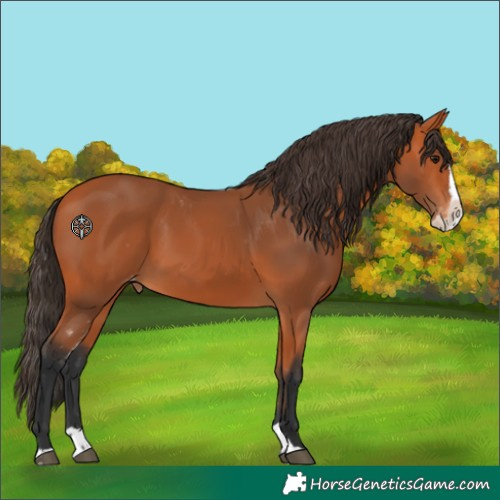 Horse Color:Bay Splash Skewed Appaloosa 