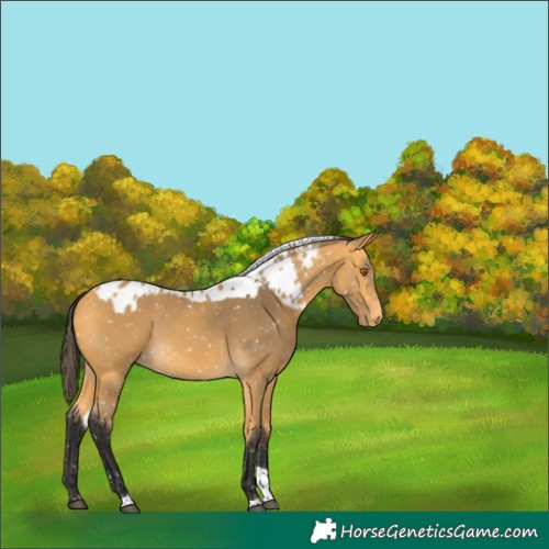 Horse Color:Buckskin Tobiano Skewed Appaloosa 