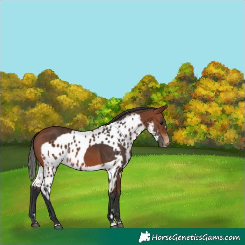 Horse Color:Bay Skewed Appaloosa Rabicano